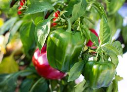 Close-up of the beautiful, shiny, red and green bell peppers on the plant with green leaves