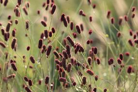 fluffy flowers on a field on a blurred background