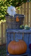 pumpkin and chamomile in the garden