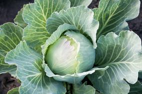 Cabbage Vegetable at Garden Summer