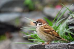 Palm Feather Bird