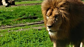 sad Lion in Zoo, animal portrait