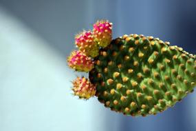 cactus with flowers on a blurred background