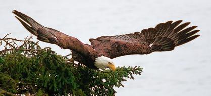 bald eagle on a branch in the wild