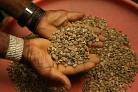 Raw Brown Coffee Beans