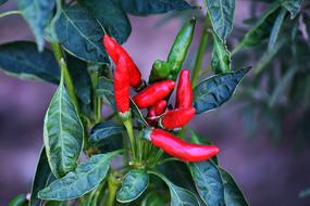 red hot pepper on a branch, close-up