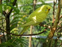 yellow Budgie Bird Animal