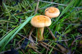 Yellow Mushrooms at autumn