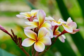 colorful frangipani Flowers at green blur background