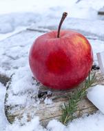 red apple in the snow in winter