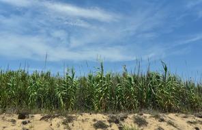 Beautiful landscape of the sand dune with reed plants, under the blue sky with white clouds