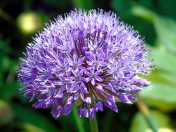 purple Onion Blossom Flower