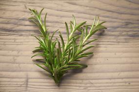 sprig of rosemary as a spice