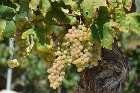 Close-up of the colorful and beautiful grapes with leaves, in sunlight