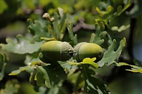 green Acorns Oak Leaves