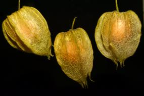 Physalis Fruit Delicious