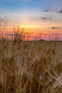 harvest in a wheat field at dusk