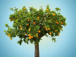 Nature Tree Orange