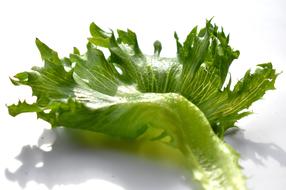 Salad Green on white background