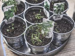 fragrant kitchen herbs as organic