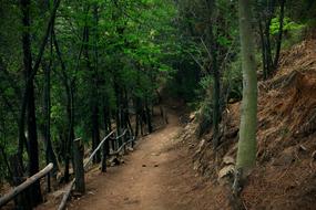 trail next to a fence in a dark forest