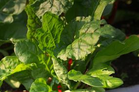 green chard leaves close up