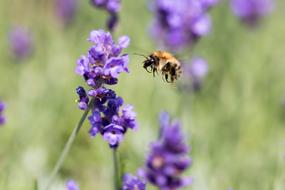 Close-up of the bee, flaying above the beautiful lavender flowers, among the green grass