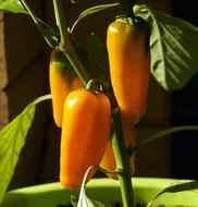 Close-up of the beautiful, shiny, orange and yellow paprika peppers with green leaves