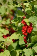 Red Currant Fruits