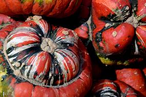 Pumpkin Gourd BishopS Cap