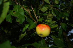 yellow red apple on a branch of a fruit tree