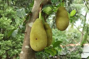Fresh Jackfruit Fruit
