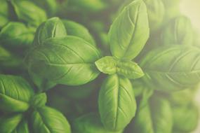 Basil Green Herb