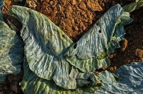 Cabbage Leaf Harvested