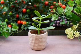 green plant Flowerpot Nature