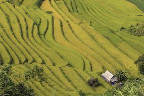Beautiful and colorful landscape of the rice terraces and house in MÃ¹ Cang Cháº£i, Vietnam