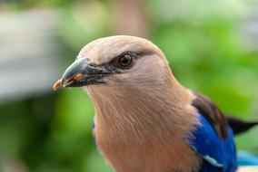 small bird with blue feathers close-up on a blurred background