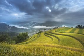 Rice fields on Terraces, scenic farmland, Vietnam