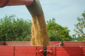 summer wheat harvest