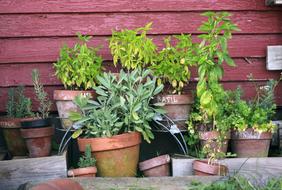 Herb Garden Pots