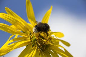 Bumblebee on the beautiful, yellow flower in sunlight, under the blue sky with white clouds