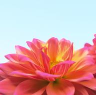 pink Flower at Nature Summer