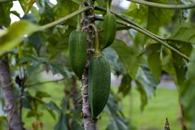 Babaco Food Leaf