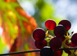 Wine Grapes at Sunlight