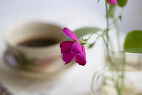 Flower and Coffee Break