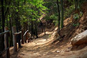 path along a wooden fence in the forest