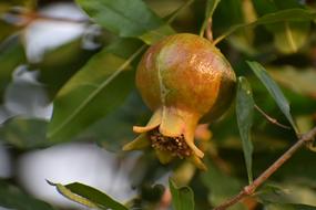 Fruit Nature Healthy