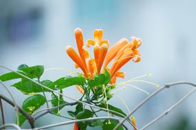Firecracker Flower Nature Plant
