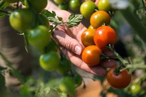 Fruit Food Grow on garden