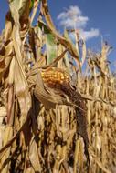 corn field on a sunny day close up